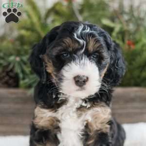 Dixie, Mini Bernedoodle Puppy